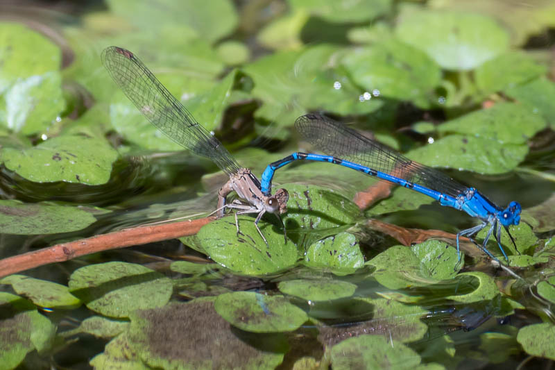 familiar bluet